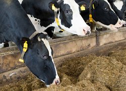 Improving the process of feeding animals in milk and meat production by taking into account climate change and nature protection